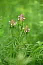BUITEN BEELD Foto: 435441