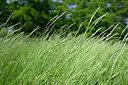 BUITEN BEELD Foto: 435452