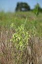 BUITEN BEELD Foto: 435453