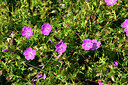 BUITEN BEELD Foto: 435459
