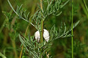 BUITEN BEELD Foto: 435463