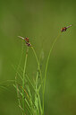 BUITEN BEELD Foto: 435476