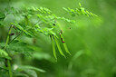 BUITEN BEELD Foto: 435480