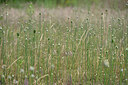 BUITEN BEELD Foto: 435488