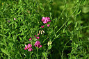 BUITEN BEELD Foto: 435493