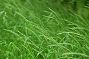BUITEN BEELD Foto: 435497