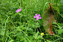 BUITEN BEELD Foto: 435508