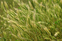BUITEN BEELD Foto: 435514