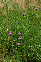 BUITEN BEELD Foto: 435516