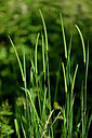 BUITEN BEELD Foto: 435517