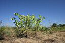 BUITEN BEELD Foto: 435526