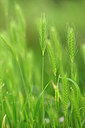 BUITEN BEELD Foto: 435527