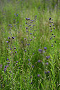 BUITEN BEELD Foto: 435539