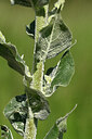 BUITEN BEELD Foto: 435551