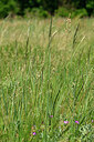 BUITEN BEELD Foto: 435566