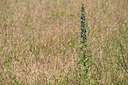 BUITEN BEELD Foto: 435567