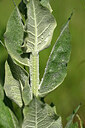 BUITEN BEELD Foto: 435575