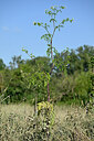 BUITEN BEELD Foto: 435589
