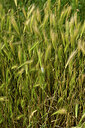 BUITEN BEELD Foto: 435591
