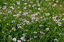 BUITEN BEELD Foto: 435593