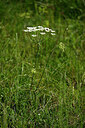 BUITEN BEELD Foto: 435596