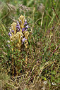 BUITEN BEELD Foto: 435601