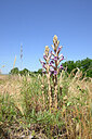 BUITEN BEELD Foto: 435602