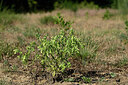 BUITEN BEELD Foto: 435603
