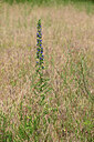 BUITEN BEELD Foto: 435604