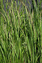 BUITEN BEELD Foto: 435609