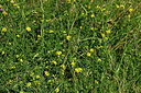 BUITEN BEELD Foto: 435612