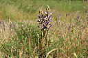 BUITEN BEELD Foto: 435615