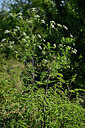 BUITEN BEELD Foto: 435616
