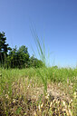 BUITEN BEELD Foto: 435618