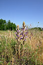 BUITEN BEELD Foto: 435623