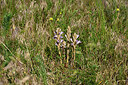 BUITEN BEELD Foto: 435624