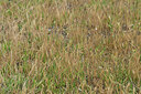 BUITEN BEELD Foto: 435629