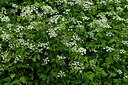 BUITEN BEELD Foto: 435642