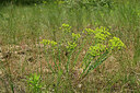 BUITEN BEELD Foto: 435649