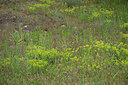 BUITEN BEELD Foto: 435650