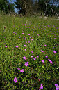 BUITEN BEELD Foto: 435656