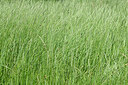 BUITEN BEELD Foto: 435659
