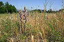 BUITEN BEELD Foto: 435662