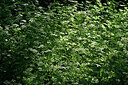 BUITEN BEELD Foto: 435665