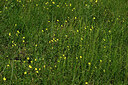 BUITEN BEELD Foto: 435668