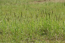 BUITEN BEELD Foto: 435672