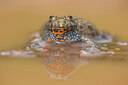 BUITEN BEELD Foto: 435688