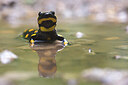 BUITEN BEELD Foto: 435689