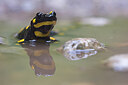 BUITEN BEELD Foto: 435691