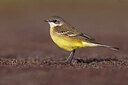 BUITEN BEELD Foto: 435693